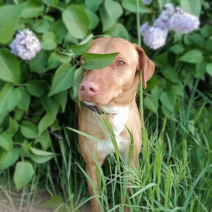 Adoption Tulipan
