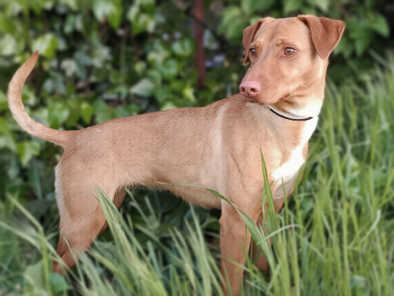 Adopter Tulipan