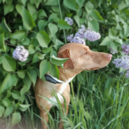 Adopter Tulipan