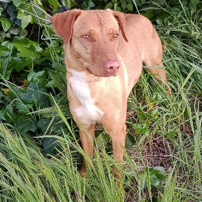 Adoption Tulipan