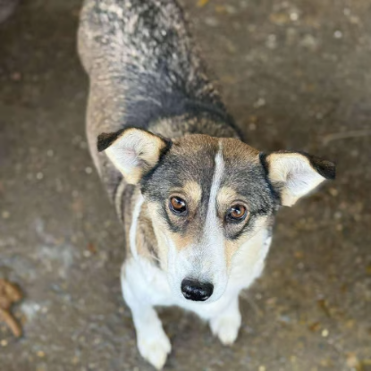 Adoption Hope