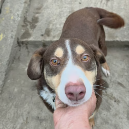 Adopter Toby