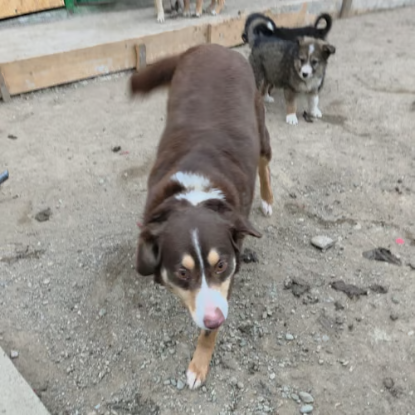Adopter Toby