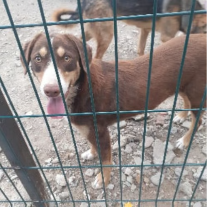 Adopter Toby