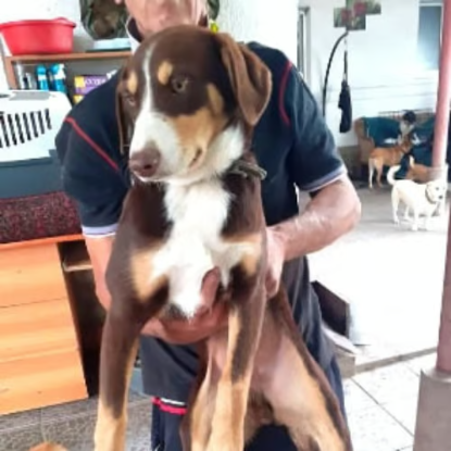 Adoption Toby