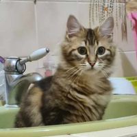 Adopter  chat : Loupa