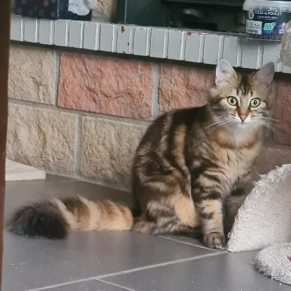 Adopter Loupa