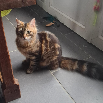 Adopter Loupa