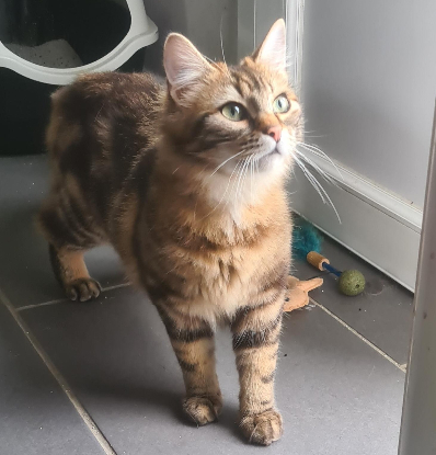Adoption Loupa