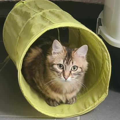 Adoption Loupa