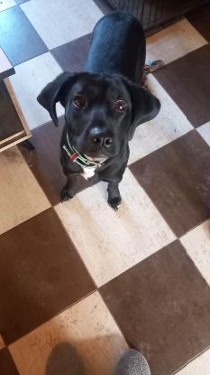 Adopter Timeo