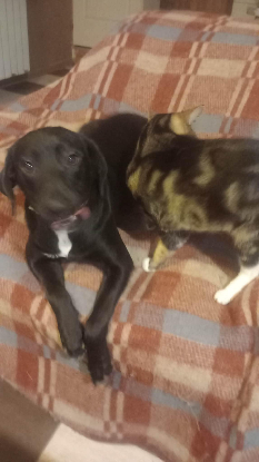 Adoption Timeo