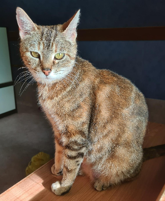 Adopter Braise