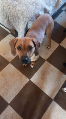 Adopter Hugo