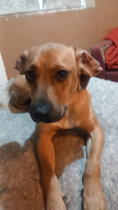 Adopter Hugo