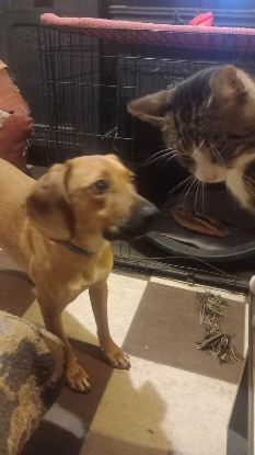Adopter Hugo