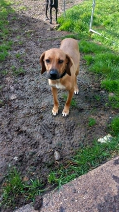 Adoption Hugo