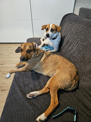 Adopter Elliot