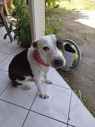 Adopter Metisse