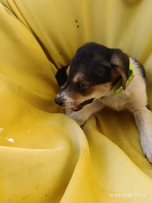 Adopter Neya