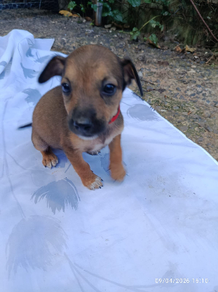 Adopter Neya