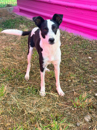 Adopter Panda