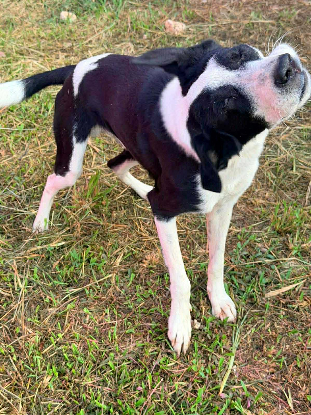Adopter Panda