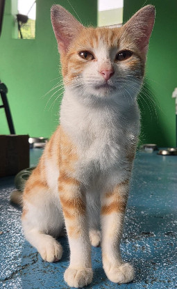 Adopter Fifinou