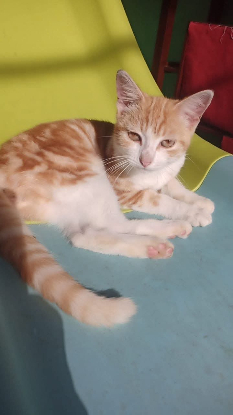 Adopter Fifinou