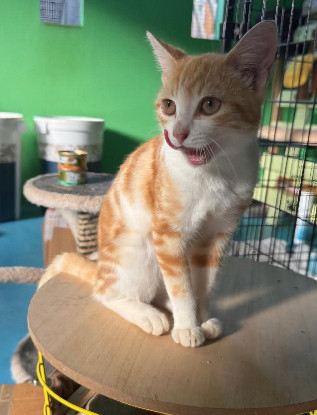 Adopter Fifinou