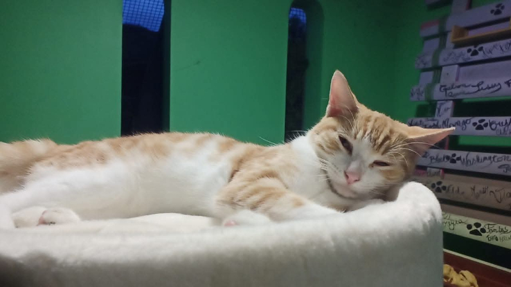 Adoption Fifinou
