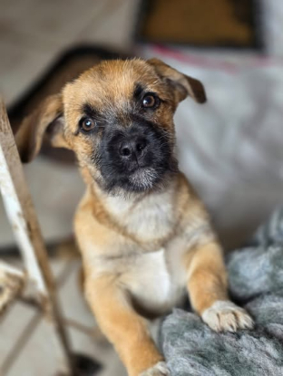 Adopter Mitsou