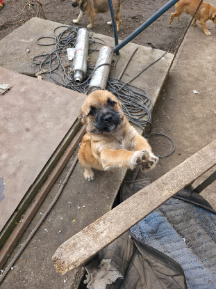 Adopter Mitsou