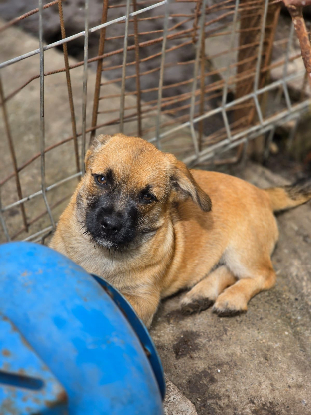 Adopter Mitsou