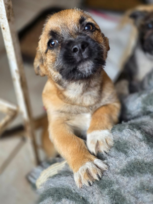 Adoption Mitsou