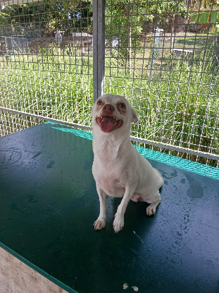 Adopter Tweety