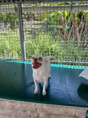Adoption Tweety