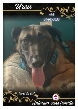 Adopter Ursu