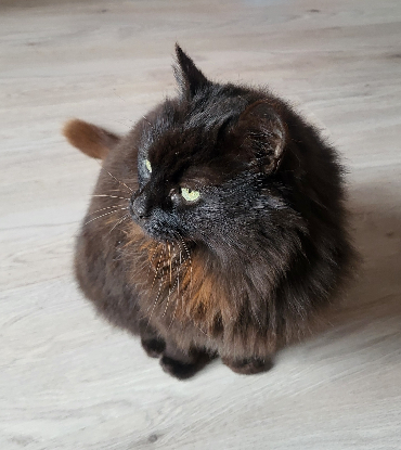 Adopter Clochette