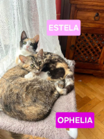 Adopter  chat : Estela et ophelia