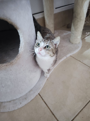 Adopter Calie