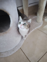 Adopter  chat : Calie