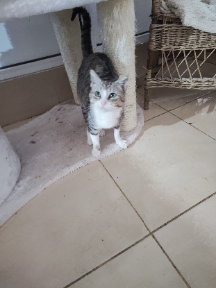 Adopter Calie