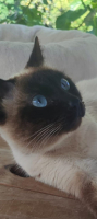 Adopter  chat : Pino