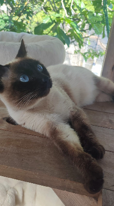 Adopter Pino