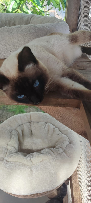 Adopter Pino