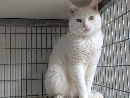 Adopter Tzicky