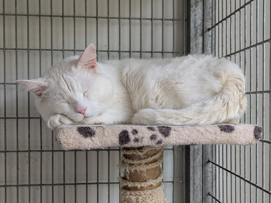 Adopter Tzicky