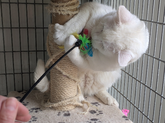 Adoption Tzicky