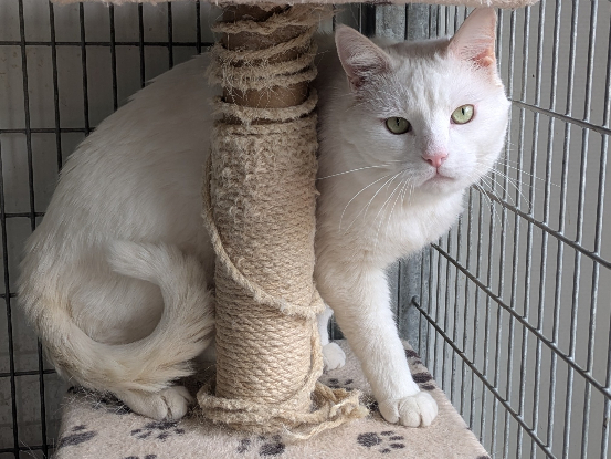 Adoption Tzicky